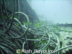 Aptly named Cable Wreck. Off Jeddah, taken with a sealife... by Mish Bayoumi 